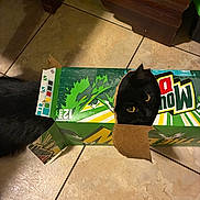 Little Bit is registered to the contest to win money with this photo: animal, black_cat, cardboard_box, cat, close_up, container, curious, domestic_animal, eyes, feline, floor, head, hiding, household, indoor, mischievous, mountain_dew, pet, playful, tile_floor