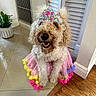 Kali joined the competition — help win amazing prizes! dog, curly_fur, tutu, headband, indoor, smiling, pet, floor, tile, wood_floor, plant, decor, happy, animal, cute, costume, fluffy, sitting, accessory, home
