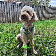 Kali joined the competition — help win amazing prizes! dog, curly_fur, green_beads, scrunchies, grass, fence, outdoor, pet, canine, lawn, festive, accessories, nature, tree, backyard, sitting, cute, animal, daytime, portrait