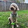 dog, curly_fur, green_beads, scrunchies, grass, fence, outdoor, pet, canine, lawn, festive, accessories, nature, tree, backyard, sitting, cute, animal, daytime, portrait