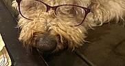 Kali is registered to the contest to win money with this photo: dog, glasses, curly_fur, brown_couch, indoor, table, paper, resting, closeup, nose, pet, household, cozy, sleeping, curly_coat, accessory, funny, domestic_animal, relaxed, furniture