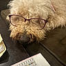 dog, glasses, curly_fur, brown_couch, indoor, table, paper, resting, closeup, nose, pet, household, cozy, sleeping, curly_coat, accessory, funny, domestic_animal, relaxed, furniture