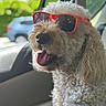 Kali joined the competition — help win amazing prizes! dog, curly_fur, sunglasses, car_interior, happy, tongue_out, pet, window, sunlight, close_up, canine, vehicle, cool, portrait, animal, fluffy, summer, accessory, seat, daylight