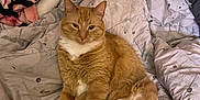 Kobe joined the competition — help win amazing prizes! cat, ginger_cat, pet, animal, feline, bed, blanket, pillow, indoor, fur, cute, relaxed, resting, whiskers, ears, tail, sleepy, cozy, domestic, mammal