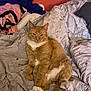 cat, ginger_cat, pet, animal, feline, bed, blanket, pillow, indoor, fur, cute, relaxed, resting, whiskers, ears, tail, sleepy, cozy, domestic, mammal