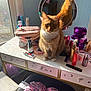 Kobe joined the competition — help win amazing prizes! cat, orange_tabby, vanity_table, mirror, reflection, sunlight, beauty_products, purple_teddy_bear, hello_kitty, neck_pillow, pink, comb, drawer, window, indoor, cute, feline, pet, decor, cosmetics