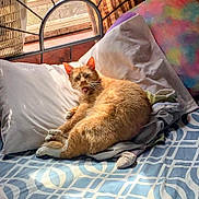 Kobe is registered to the contest to win money with this photo: cat, orange_cat, bed, pillow, blanket, window, sunlight, indoor, feline, resting, cozy, fur, sleepy, pet, domestic_animal, cute, comfort, relaxation, whiskers, animal