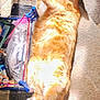 Kobe joined the competition — help win amazing prizes! cat, orange_tabby, pet, feline, lying_down, carpet, sunlight, indoor, relaxed, playful, paw, fur, animal, whiskers, tail, cute, domestic, toy, shadow, home