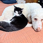 Patch joined the competition — help win amazing prizes! cat, dog, bed, blanket, furniture, indoor, pet, animal, relaxing, cozy, black_and_white_cat, white_dog, curly_fur, home, quilt, resting, companion, cute, domestic, sleepy