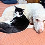 cat, dog, bed, blanket, furniture, indoor, pet, animal, relaxing, cozy, black_and_white_cat, white_dog, curly_fur, home, quilt, resting, companion, cute, domestic, sleepy