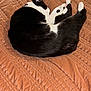 Patch joined the competition — help win amazing prizes! cat, sleeping, black_and_white, curled_up, blanket, cozy, indoor, pet, feline, resting, fur, animal, cute, comfort, nap, soft, warm, quiet, relaxation, domestic
