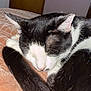 Patch joined the competition — help win amazing prizes! cat, black_and_white, sleeping, curled_up, tail, blanket, indoor, cozy, pet, feline, fur, resting, door, wall, quiet, peaceful, home, animal, close_up, soft