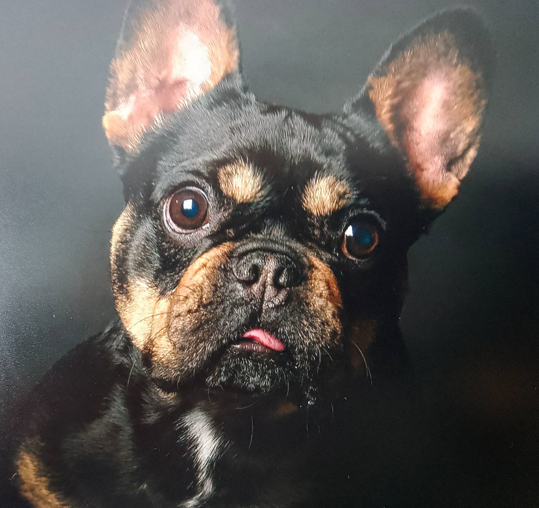 Pirate participe au concours pour gagner de l'argent avec cette photo : bulldog, canidae, carnivore, close_up, companion_dog, dog, dog_breed, ear, eye, fawn, head, macro_photography, puppy, snout, sporting_group, terrestrial_animal, toy_dog, whiskers, working_animal, wrinkle