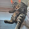tabby_cat, cat, pet, animal, feline, windowsill, indoor, relaxed, fur, striped, cute, whiskers, ears, eyes, paws, cushion, quilted, daylight, resting, cozy