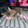 cat, kitten, sleeping, toy, striped_blanket, tabby, indoor, bed, cozy, pet, feline, resting, soft_toy, fur, closeup, domestic_animal, comfort, whiskers, paws, relaxation