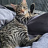 cat, tabby, pet, animal, feline, indoor, cozy, pillow, fur, whiskers, paw, relaxed, curious, looking, striped, resting, closeup, face, eyes, home