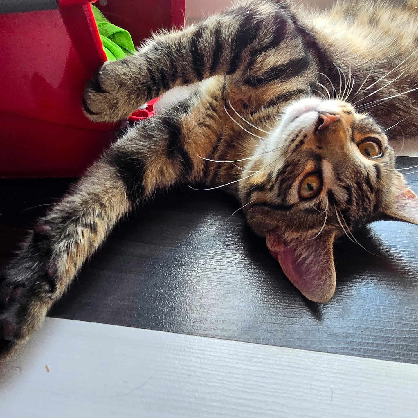 Simba