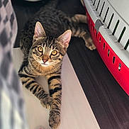 Simba a rejoint le concours — aidez-le/la à gagner de superbes lots ! tabby_cat, cat, pet, indoor, animal, feline, amber_eyes, striped_fur, pet_carrier, toy, floor, relaxed, curious, closeup, domestic_cat, whiskers, ears, paw, looking_at_camera, resting