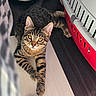 tabby_cat, cat, pet, indoor, animal, feline, amber_eyes, striped_fur, pet_carrier, toy, floor, relaxed, curious, closeup, domestic_cat, whiskers, ears, paw, looking_at_camera, resting