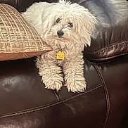 Masha is registered to the contest to win money with this photo: animal, companion, cozy, curious, cute, dog, domestic_animal, fluffy_dog, fur, furniture, home, indoor, leather_couch, pet, pillow, portrait, relaxed, sitting, small_dog, white_dog