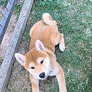 Bowie participe au concours pour gagner de l'argent avec cette photo : puppy, dog, shiba_inu, grass, outdoor, pet, canine, fence, concrete, curious, cute, animal, young, playful, fur, ears, tail, nature, summer, laying_down