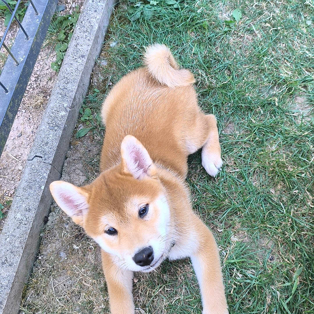 Bowie participe au concours pour gagner de l'argent avec cette photo : puppy, dog, shiba_inu, grass, outdoor, pet, canine, fence, concrete, curious, cute, animal, young, playful, fur, ears, tail, nature, summer, laying_down