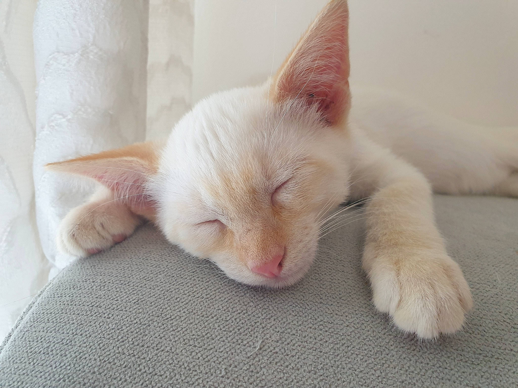 Harry a rejoint le concours — aidez-le/la à gagner de superbes lots ! carnivore, cat, claw, comfort, curtain, domestic_short_haired_cat, fawn, felidae, fur, nap, paw, sleep, small_to_medium_sized_cats, snout, tail, terrestrial_animal, whiskers