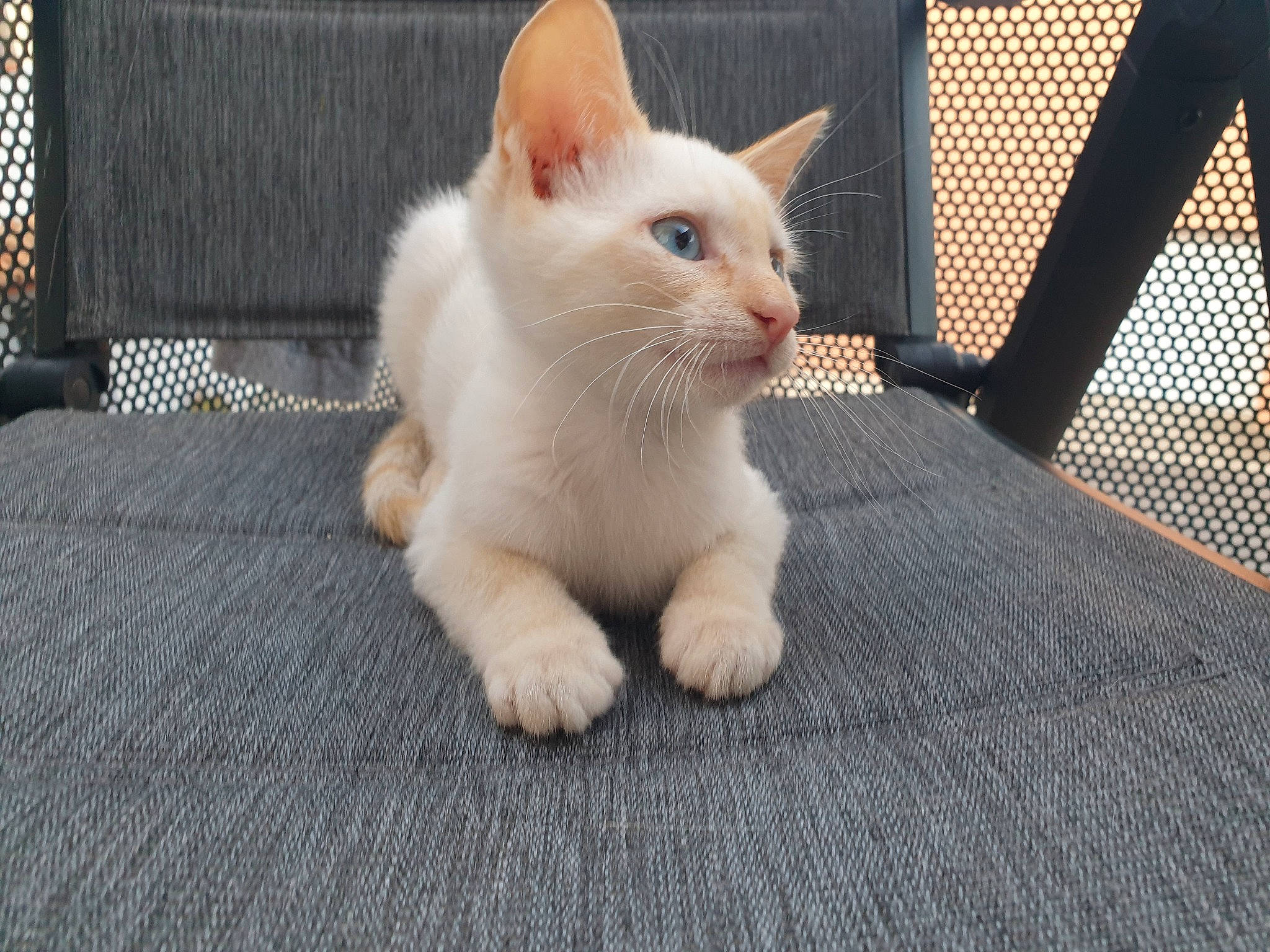 Harry a rejoint le concours — aidez-le/la à gagner de superbes lots ! carnivore, cat, claw, domestic_short_haired_cat, fawn, felidae, flooring, foot, fur, paw, small_to_medium_sized_cats, snout, tail, terrestrial_animal, whiskers