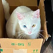 Iris is registered to the contest to win money with this photo: cat, white_cat, heterochromia, blue_eye, yellow_eye, cardboard_box, indoor, pet, animal, whiskers, curious, feline, cute, box, sitting, looking_up, closeup, domestic_cat, pink_nose, ears