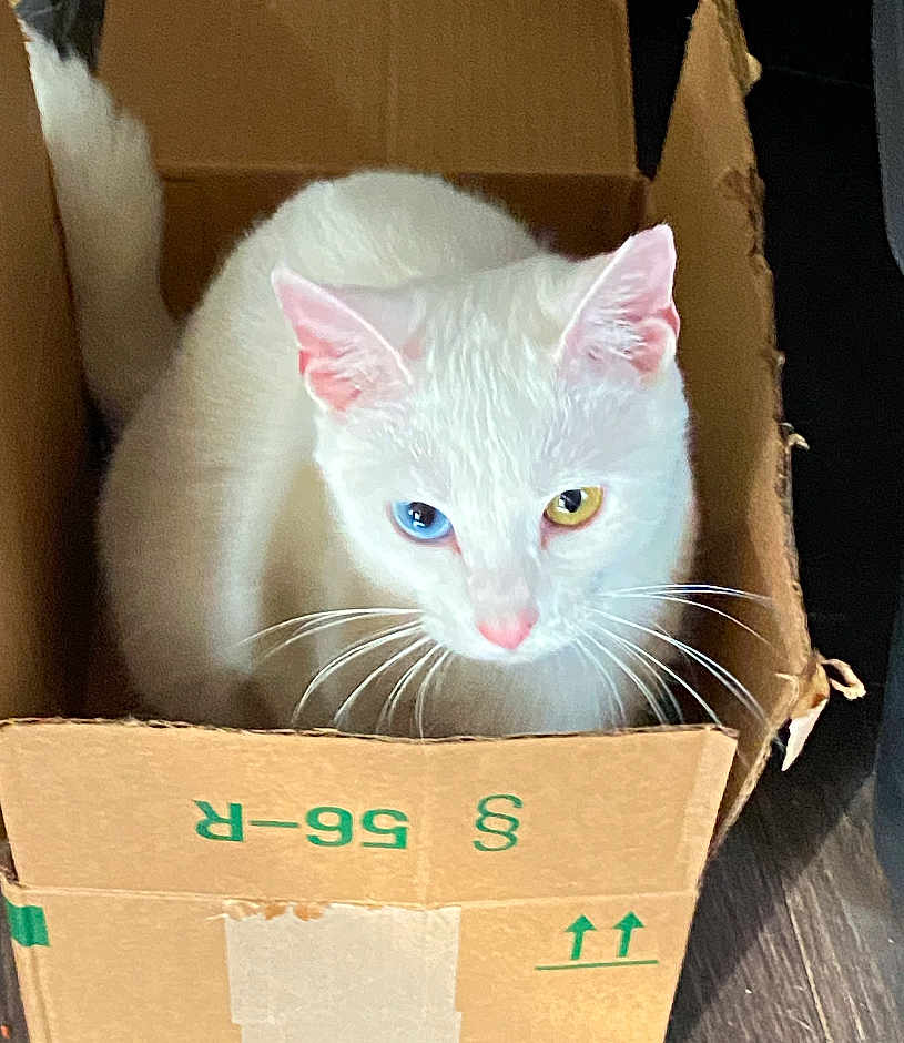 Iris