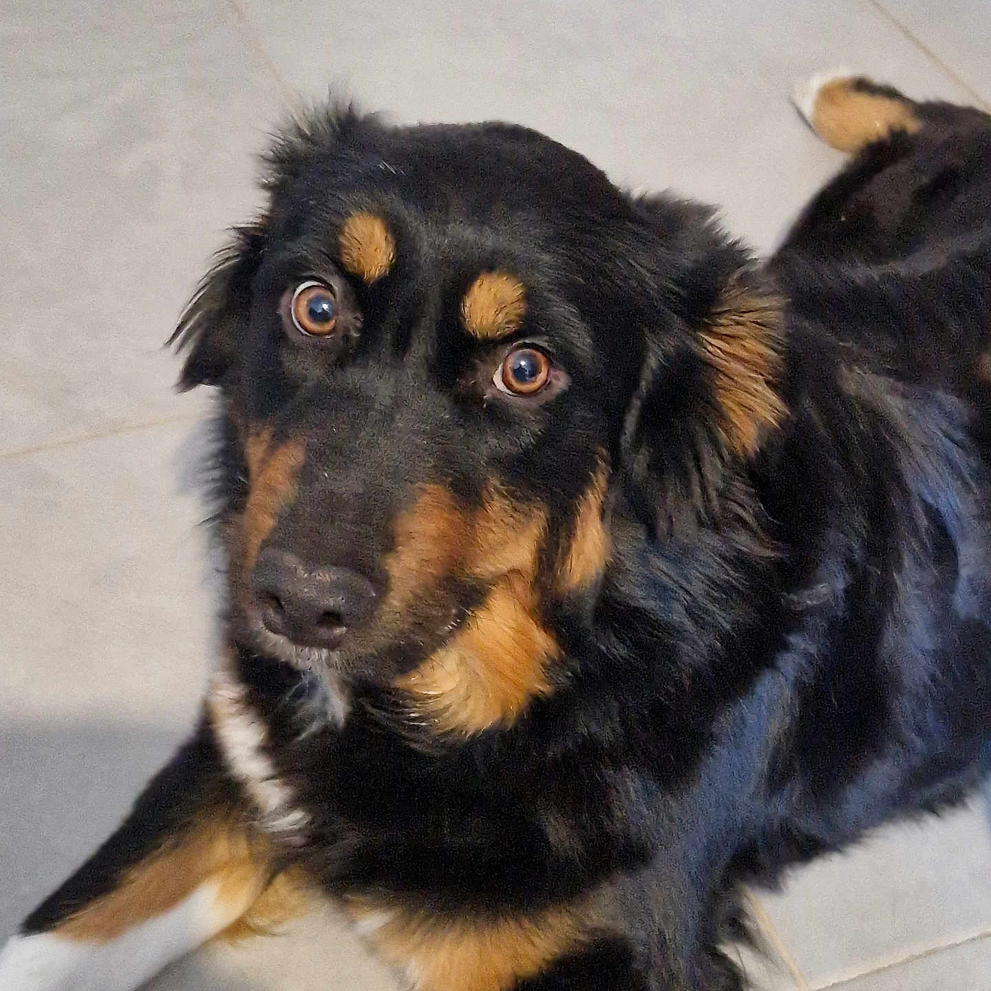 Stich a rejoint le concours — aidez-le/la à gagner de superbes lots ! accessories, animal, appenzeller, canine, cockerspaniel, collie, dog, flagstone, germanshepherd, goldenretriever, hound, husky, labradorretriever, leash, path, pet, puppy, slate, snout, strap