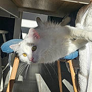 Smoky participe au concours pour gagner de l'argent avec cette photo : cat, white_cat, fluffy, yellow_eyes, chair, wooden_chair, blue_cushion, indoor, sunlight, shadow, floor, relaxed, pet, feline, cozy, domestic, whiskers, ears, nose, fur