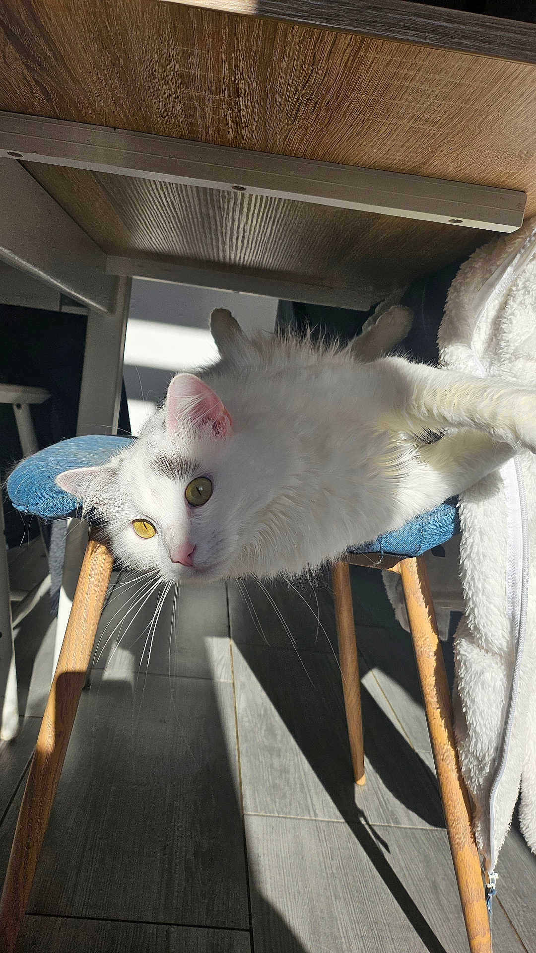 Smoky participe au concours pour gagner de l'argent avec cette photo : cat, white_cat, fluffy, yellow_eyes, chair, wooden_chair, blue_cushion, indoor, sunlight, shadow, floor, relaxed, pet, feline, cozy, domestic, whiskers, ears, nose, fur