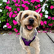 Penny is registered to the contest to win money with this photo: canine, close_up, cute, dog, flowers, green_leaves, happy, harness, leash, nature, outdoor, pet, pink_flowers, purple_harness, sidewalk, small_dog, smiling, summer, walking, white_flowers