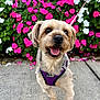 canine, close_up, cute, dog, flowers, green_leaves, happy, harness, leash, nature, outdoor, pet, pink_flowers, purple_harness, sidewalk, small_dog, smiling, summer, walking, white_flowers