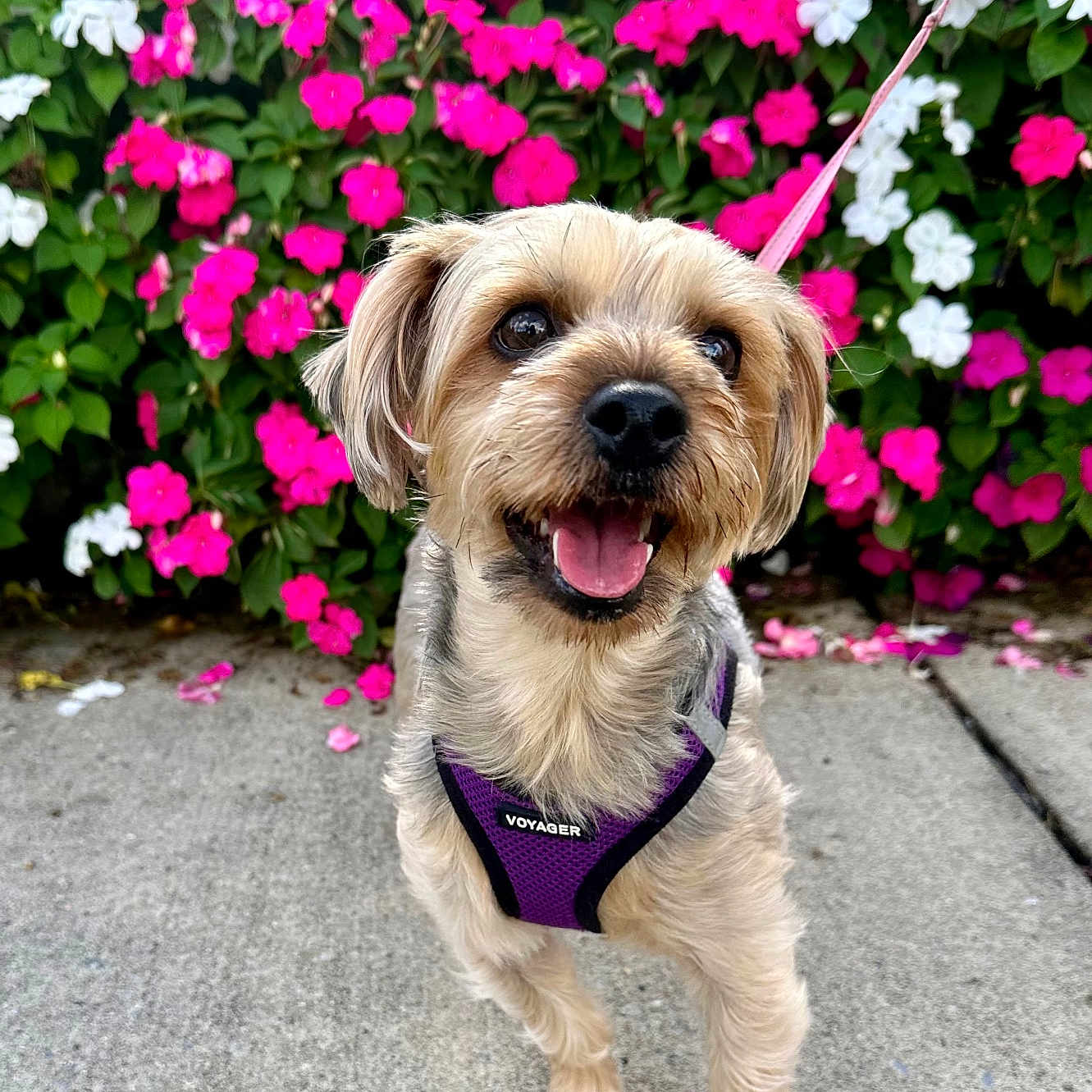 Penny is registered to the contest to win money with this photo: canine, close_up, cute, dog, flowers, green_leaves, happy, harness, leash, nature, outdoor, pet, pink_flowers, purple_harness, sidewalk, small_dog, smiling, summer, walking, white_flowers