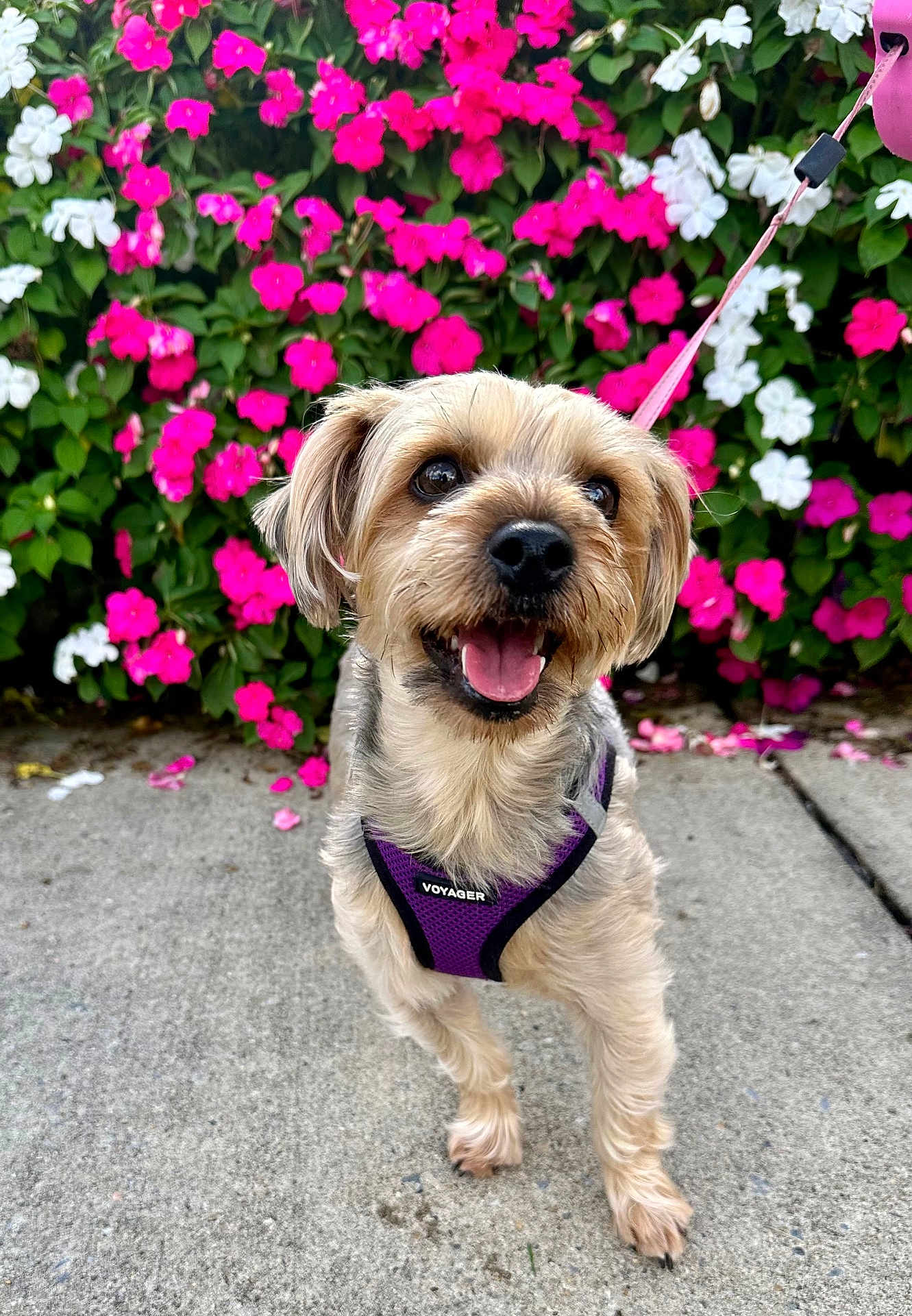Penny is registered to the contest to win money with this photo: canine, close_up, cute, dog, flowers, green_leaves, happy, harness, leash, nature, outdoor, pet, pink_flowers, purple_harness, sidewalk, small_dog, smiling, summer, walking, white_flowers