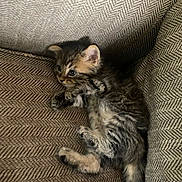 Goose Darcy Laurens joined the competition — help win amazing prizes! kitten, cat, tabby, couch, sofa, fabric, pattern, furniture, pet, fur, cute, sleepy, lying_down, paws, ears, whiskers, indoor, home, small, relaxed