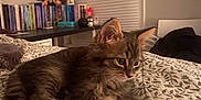 Goose Darcy Laurens is registered to the contest to win money with this photo: cat, kitten, tabby, pet, bed, bedding, blanket, indoor, bedroom, bookshelf, books, shelf, window_blinds, poster, wall_art, whiskers, fur, ears, resting, cozy