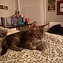 cat, kitten, tabby, pet, bed, bedding, blanket, indoor, bedroom, bookshelf, books, shelf, window_blinds, poster, wall_art, whiskers, fur, ears, resting, cozy