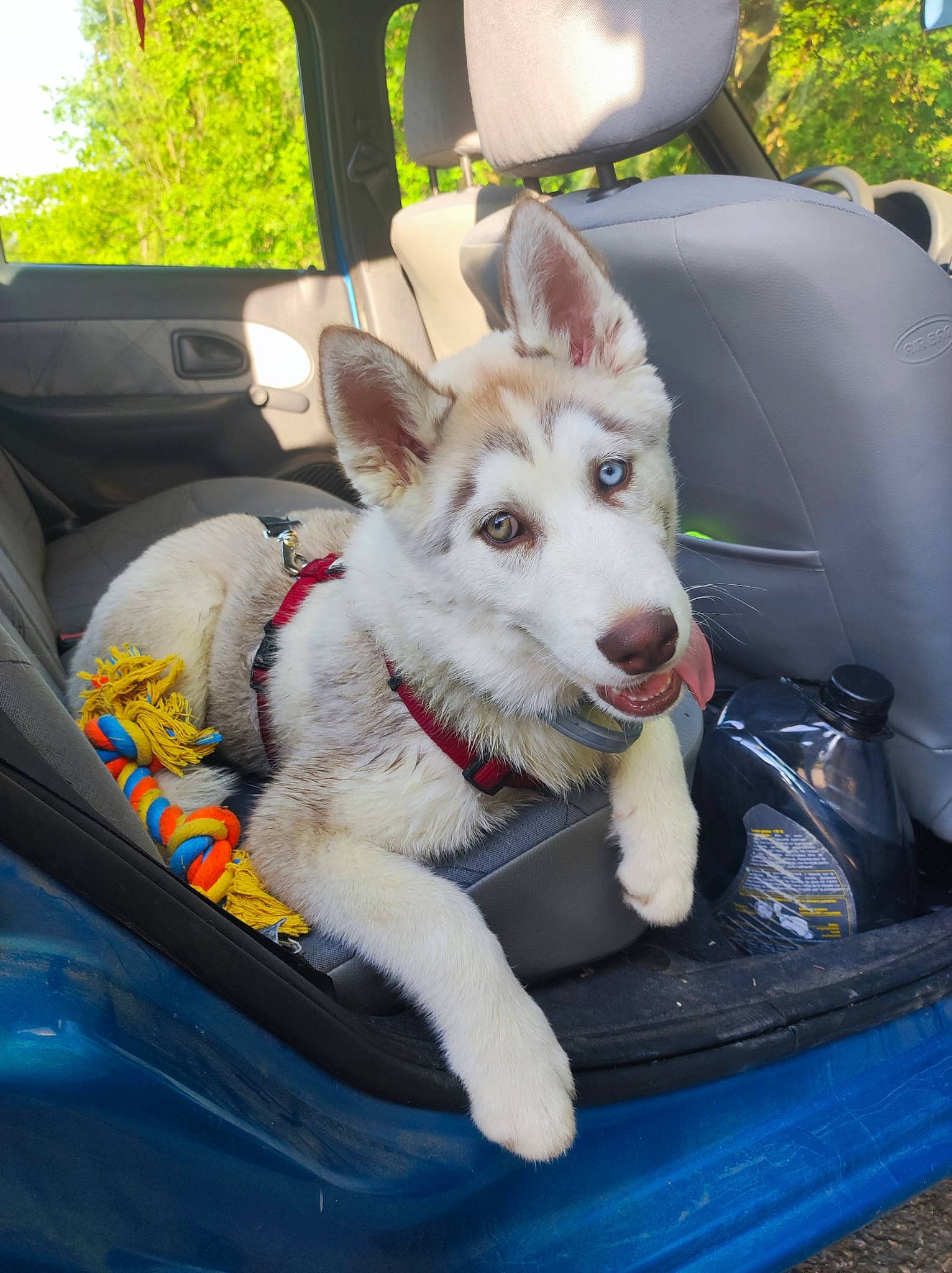 Taïko a rejoint le concours — aidez-le/la à gagner de superbes lots ! auto_part, automotive_exterior, automotive_window_part, car, car_seat, car_seat_cover, carnivore, collar, companion_dog, dog, dog_breed, mammal, mode_of_transport, motor_vehicle, plant, recreation, vehicle, white, windshield, working_animal