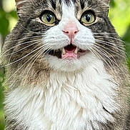 Jackie Chan joined the competition — help win amazing prizes! cat, fluffy, wide_eyes, open_mouth, fur, whiskers, pink_nose, portrait, animal, pet, outdoor, nature, green_background, close_up, tabby, white_fur, alert, cute, mammal, domestic_cat