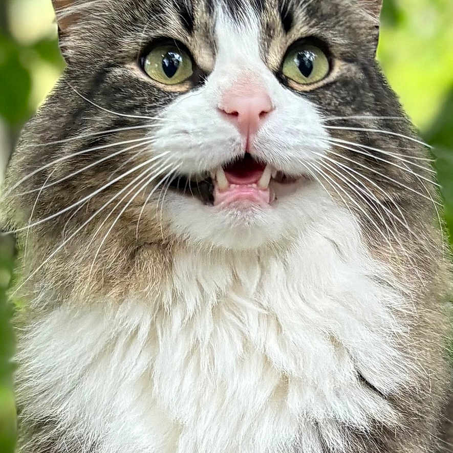 Jackie Chan joined the competition — help win amazing prizes! alert, animal, cat, close_up, cute, domestic_cat, fluffy, fur, green_background, mammal, nature, open_mouth, outdoor, pet, pink_nose, portrait, tabby, whiskers, white_fur, wide_eyes