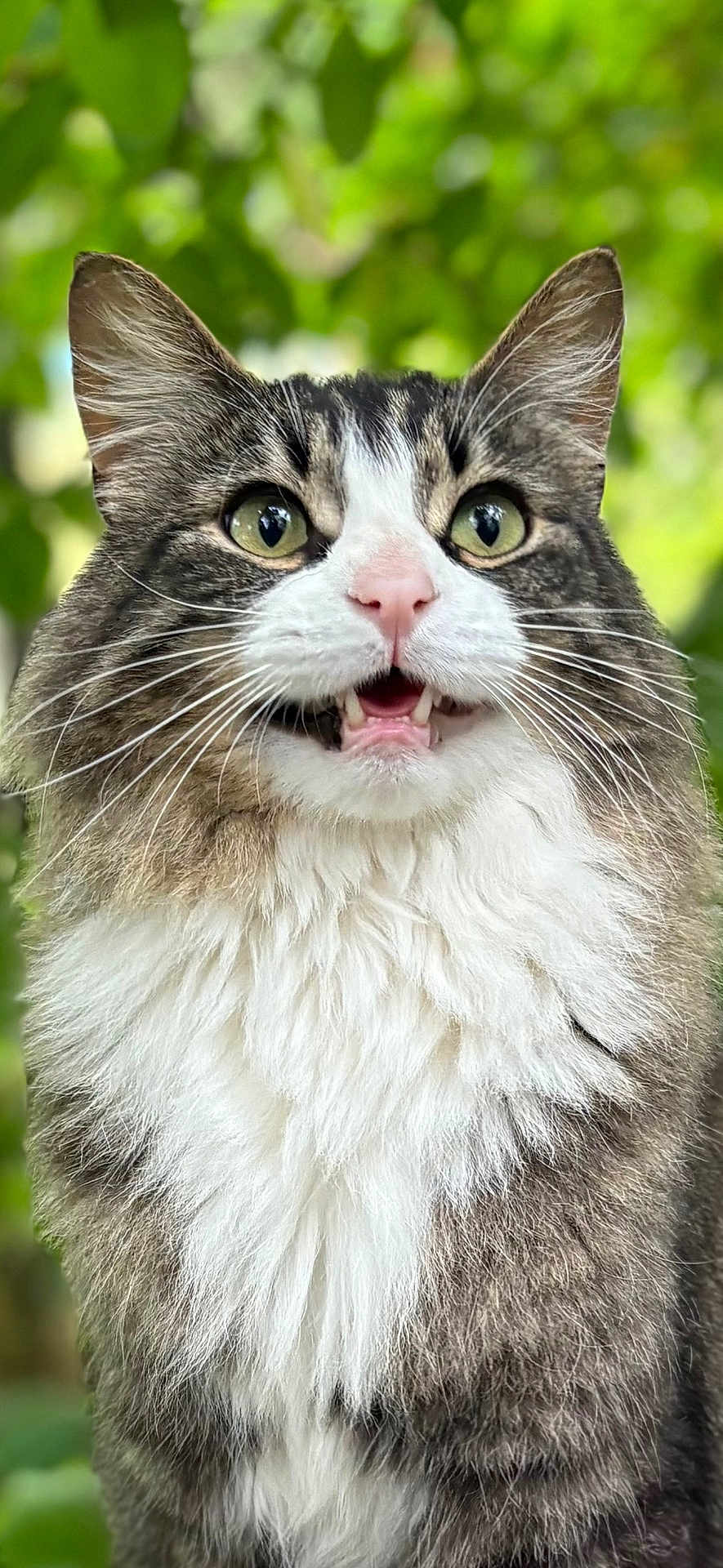 Jackie Chan joined the competition — help win amazing prizes! cat, fluffy, wide_eyes, open_mouth, fur, whiskers, pink_nose, portrait, animal, pet, outdoor, nature, green_background, close_up, tabby, white_fur, alert, cute, mammal, domestic_cat