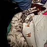 Ziggy is registered to the contest to win money with this photo: cat, fluffy, bed, giraffe_print, stuffed_animal, pillow, sleeping, stretching, indoor, cozy, pet, feline, relaxed, playful, animal, soft_lighting, blanket, comfort, cute, resting