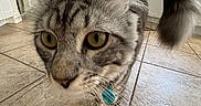 Ziggy joined the competition — help win amazing prizes! cat, tabby, closeup, curious, yellow_eyes, fluffy_tail, collar, kitchen, tile_floor, indoor, pet, domestic_animal, feline, whiskers, exploring, blurred_background, white_cabinets, microwave, flooring, home
