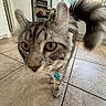cat, tabby, closeup, curious, yellow_eyes, fluffy_tail, collar, kitchen, tile_floor, indoor, pet, domestic_animal, feline, whiskers, exploring, blurred_background, white_cabinets, microwave, flooring, home