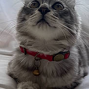 Ziggy joined the competition — help win amazing prizes! cat, tabby, gray_cat, collar, bell, pet, animal, feline, indoor, bed, blanket, curious, whiskers, closeup, portrait, lockscreen, phone, digital_clock, notification, soft_light