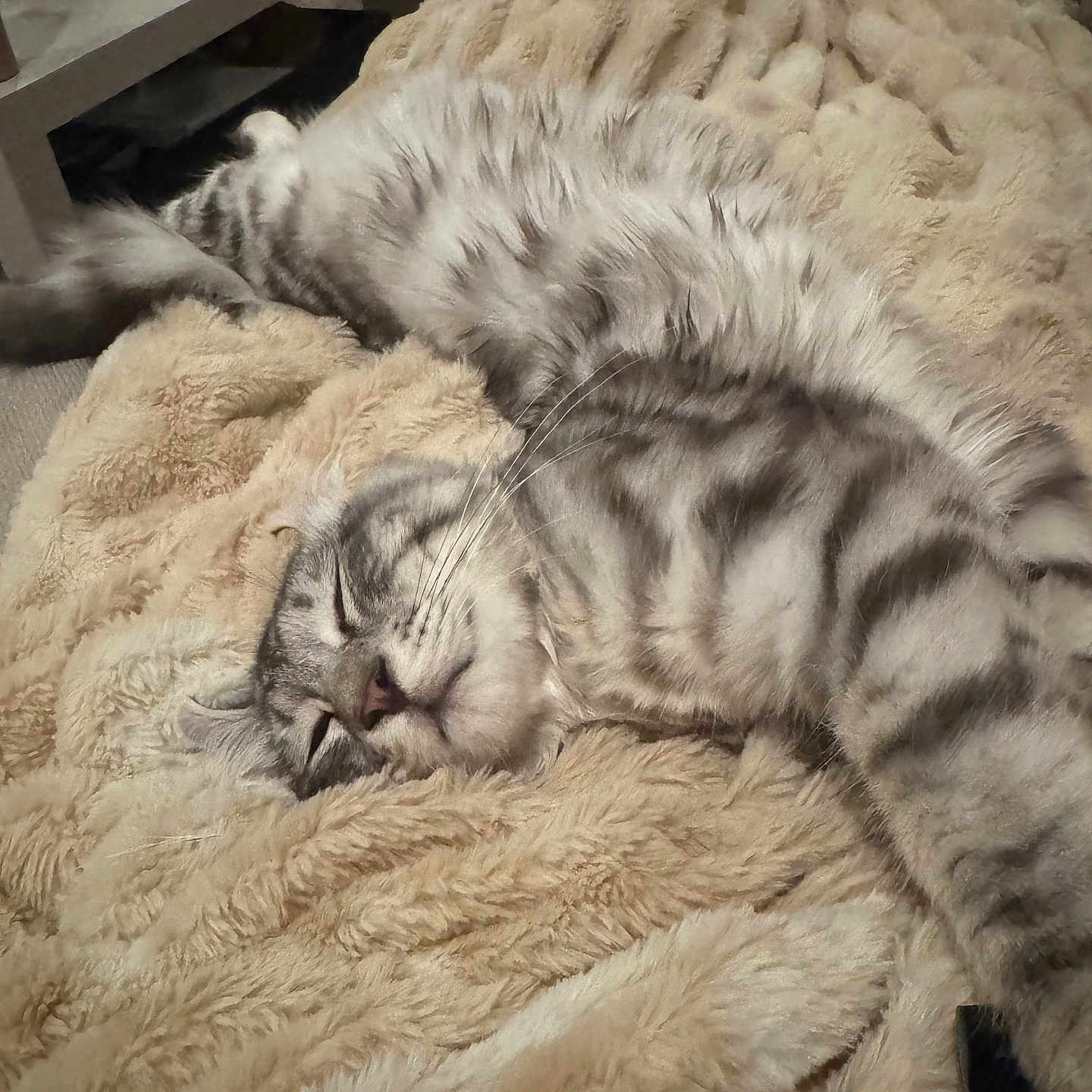 Ziggy is registered to the contest to win money with this photo: cat, sleeping, fluffy_blanket, tabby_cat, indoor, cozy, pet, feline, relaxed, soft_texture, nap, fur, striped, domestic_animal, table, hat, household_items, comfort, resting, animal
