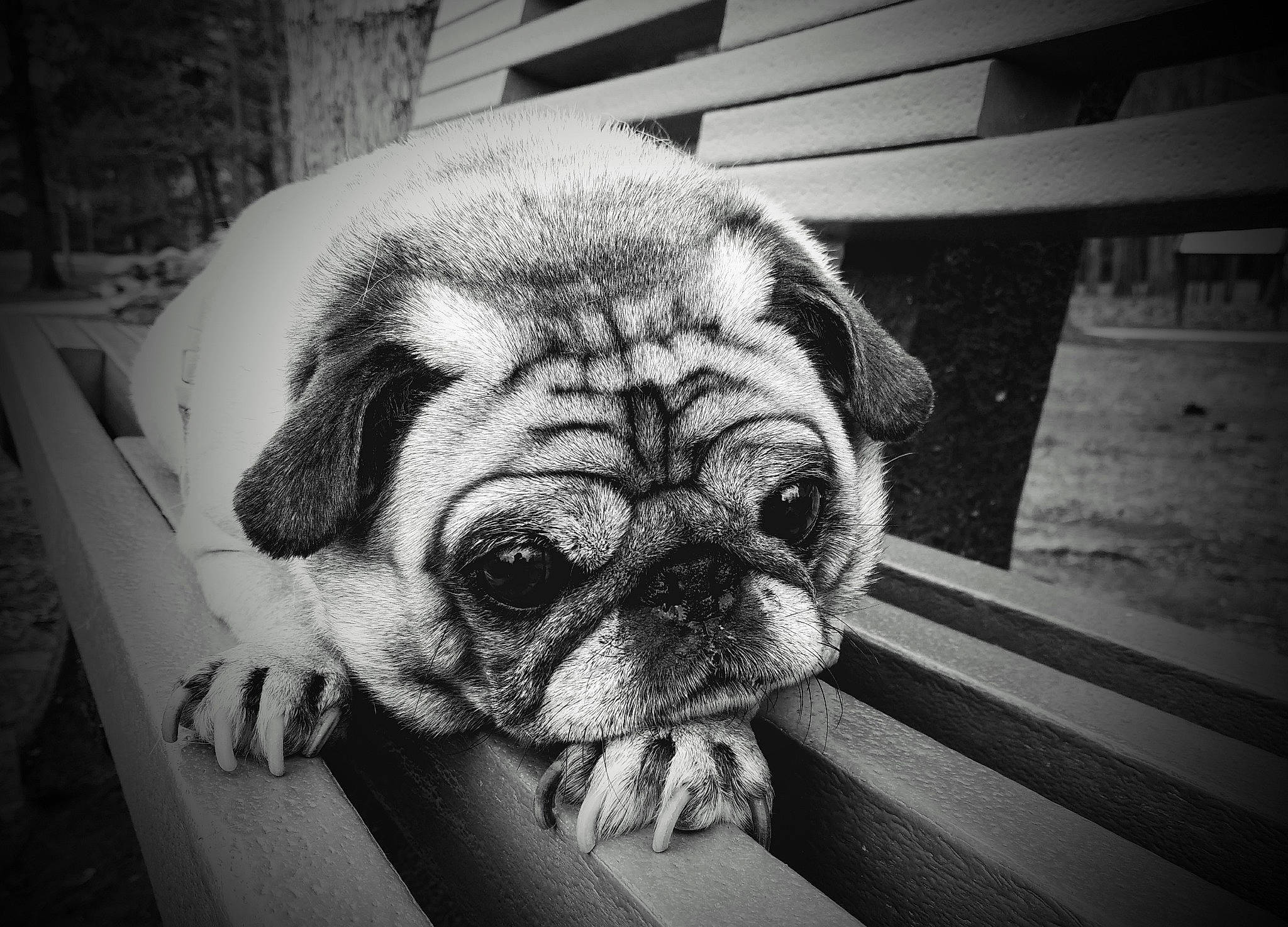 Bizzie joined the competition — help win amazing prizes! black_and_white, carnivore, companion_dog, dog, dog_breed, fawn, flooring, grey, monochrome, monochrome_photography, pug, sky, snout, style, terrestrial_animal, toy_dog, whiskers, wood, working_animal, wrinkle